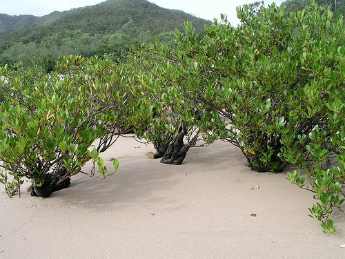 Banksia Bay Banksia Bay