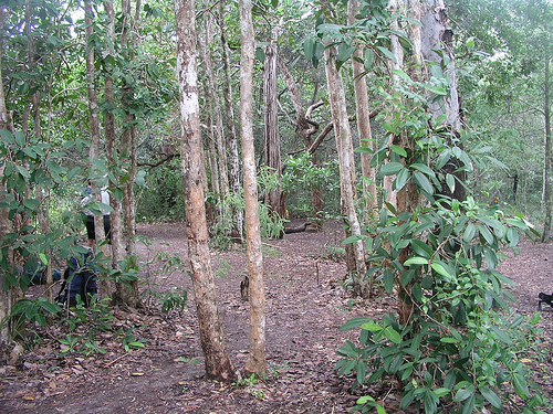 Little Ramsay Bay - Camp site Little Ramsay Bay - Camp site